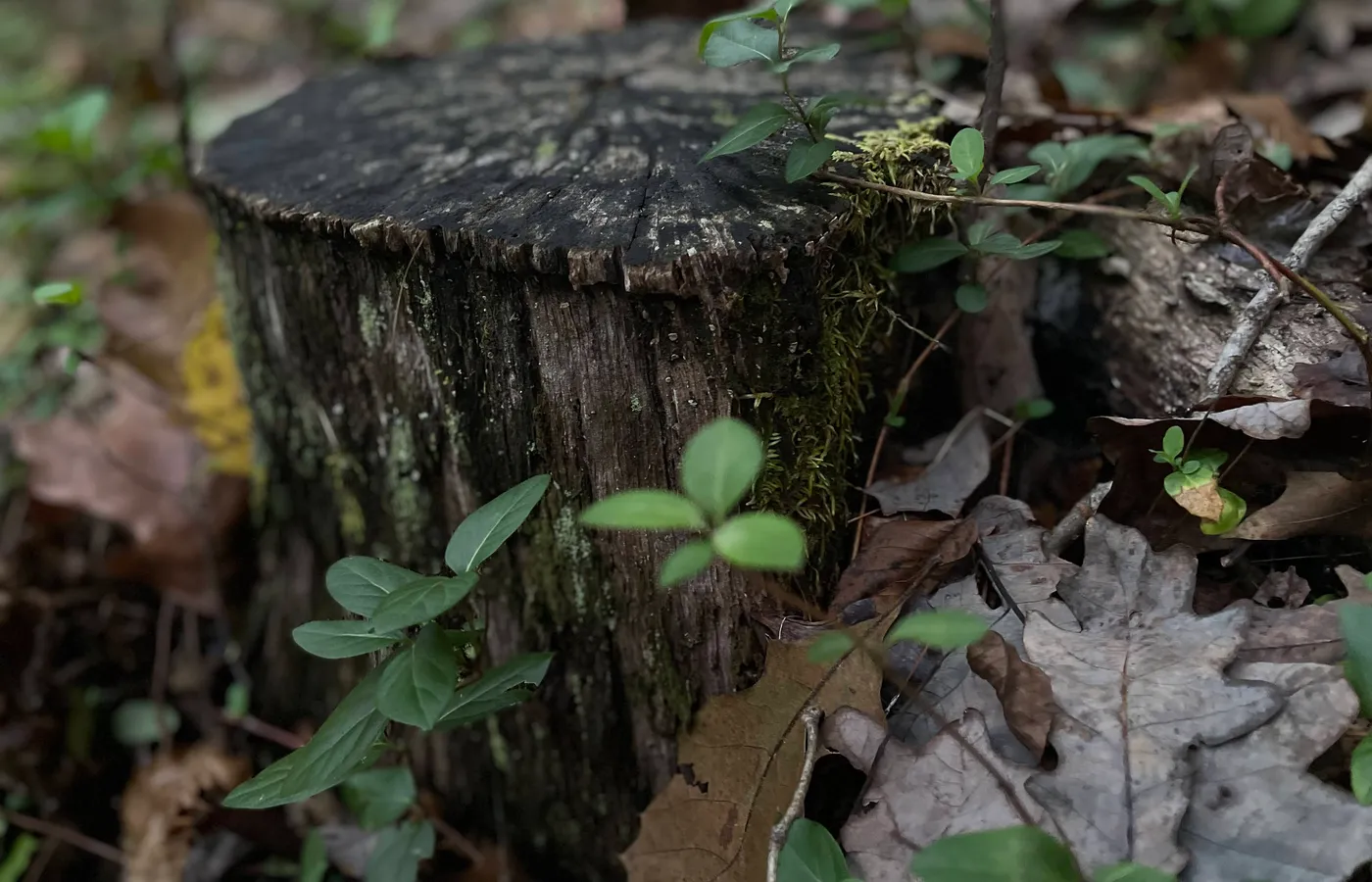 Fresh green growth around an old woodland stump